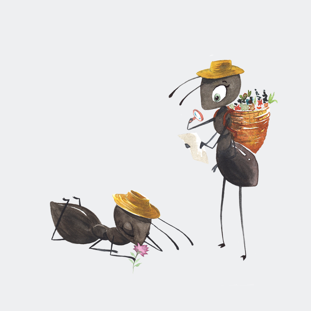 illustration aquarelle fourmi